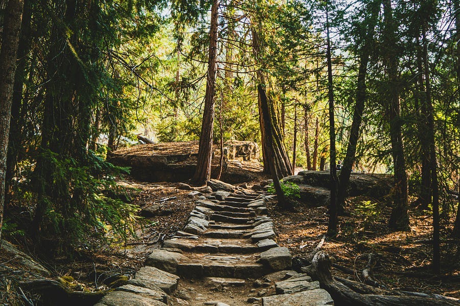 A trail through the woods in the daylight.