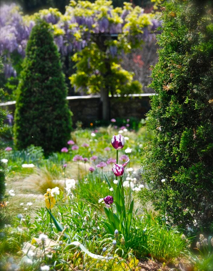 Tulipa 'Rem's Favourite' and white Allium neapolitanum framed by pillar Arborvitae look down on a pergola covered in Wisteria sinensis 'Amethyst'.
