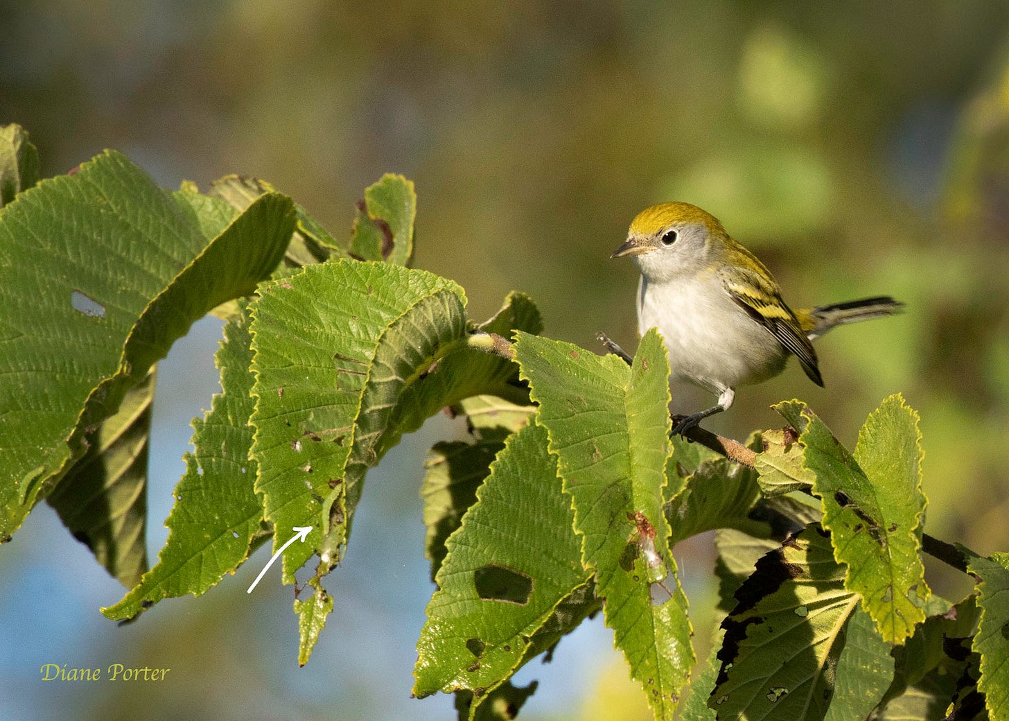 Birds, My Gaia, Diane Porter