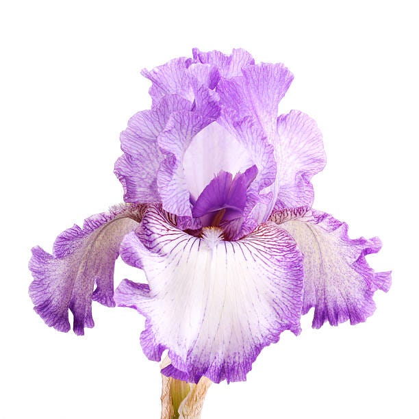 5,000+ Bearded Iris Stock Photos, Pictures & Royalty-Free Images - iStock |  Iris flower, Primrose, Flowers