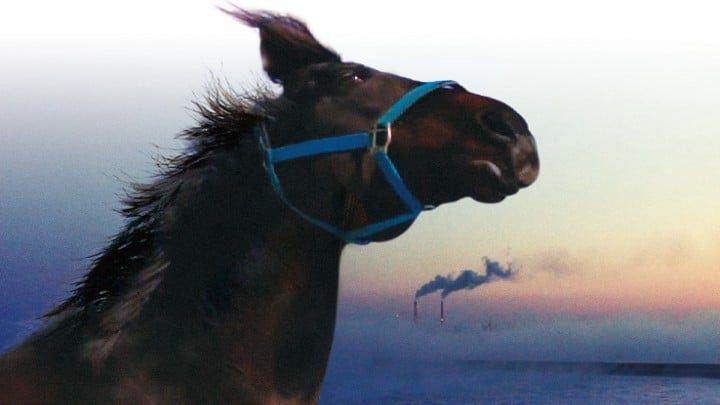 The Horses of Fukushima