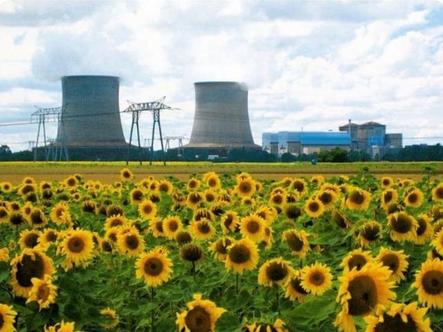 r/interestingasfuck - Sunflowers are used to assist in clean up after a nuclear disaster. They are hyperaccumulators, capable of absorbing toxic heavy metals from the ground and have been planted at both Chernobyl and Fukushima in the attempt to aid in soil restoration