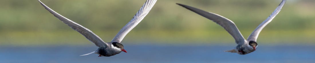 Two sea gulls flying over water.