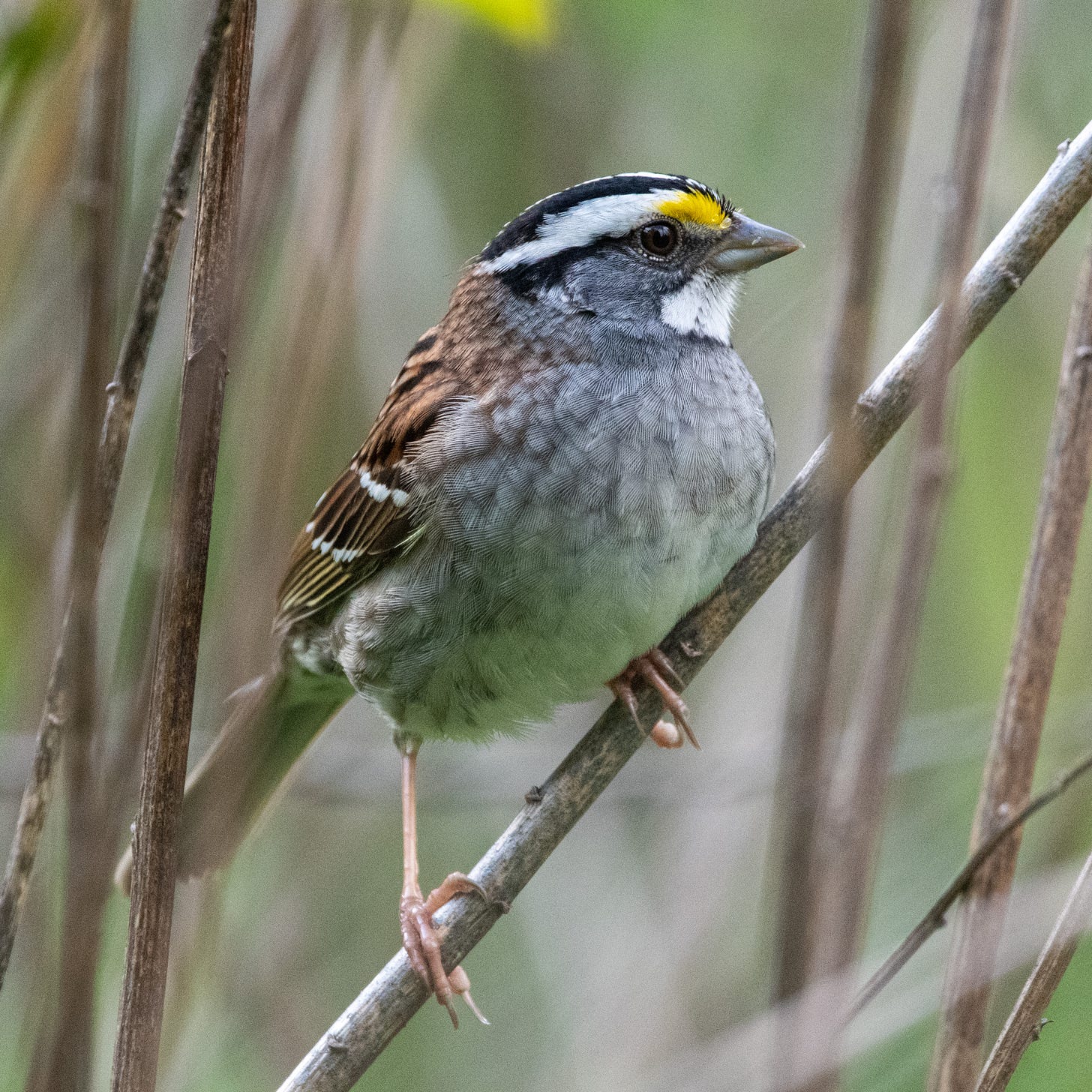 A close-up of a white-throated sparrow, perched on a bare stem