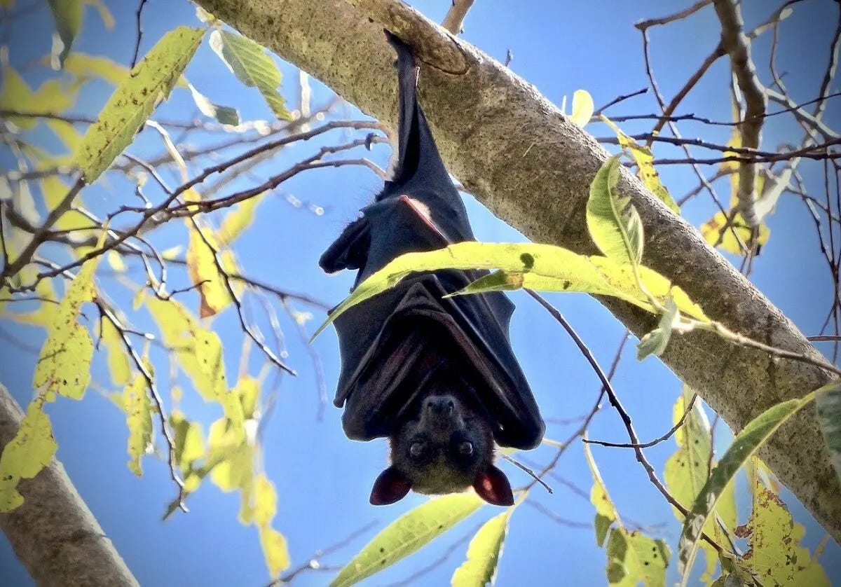 The Largest Bat in the World: The Majestic Flying Fox