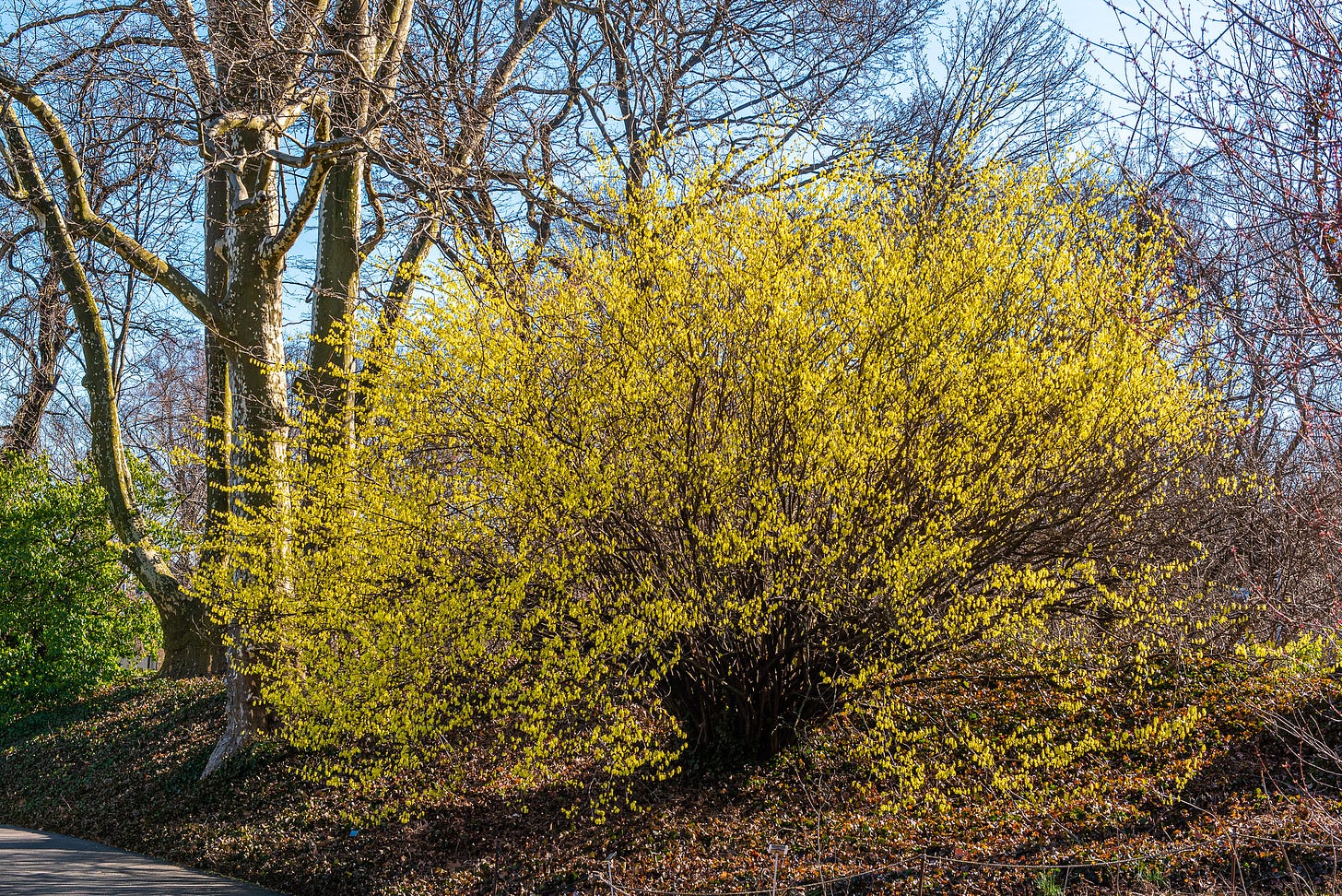 ID: Large yellow multi trunk shrub with yellow flowers