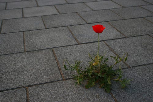 The Rose That Grew From Concrete – Kinpatsu Oneesan