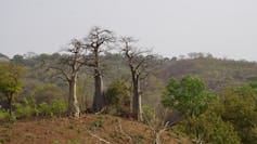 Three thin looking baobab trees stand in a landscape of bushes and bare soil.