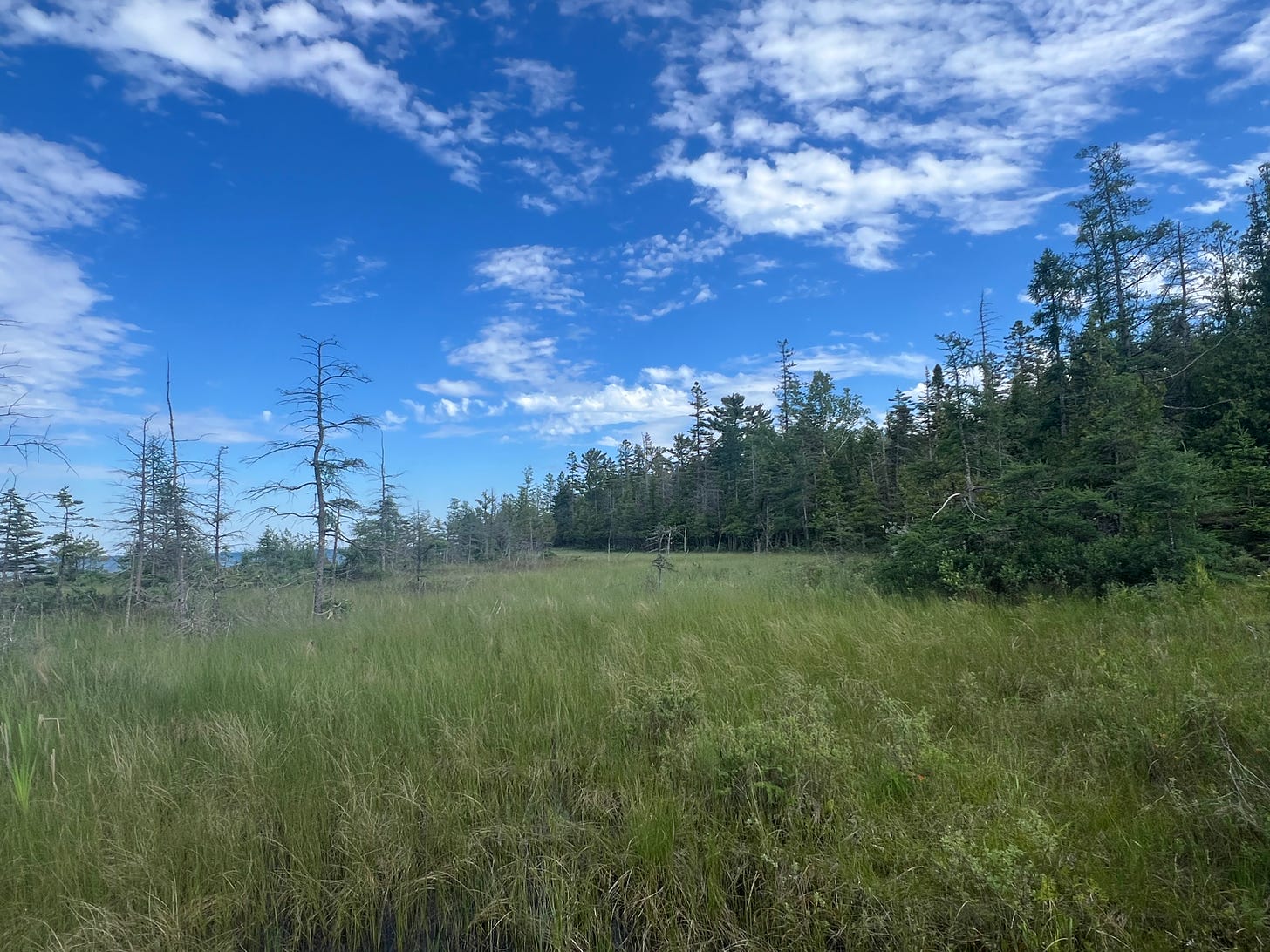 a grassy expanse with a few dead trees on the left and a bunch of dense live conifers in the distance on the right set against a cloudy blue sky