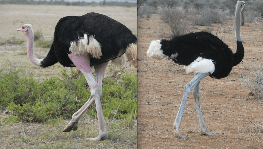 What's the difference between Ostriches: Masai Ostrich and Somali Ostrich |  SIMILAR BUT DIFFERENT IN THE ANIMAL KINGDOM