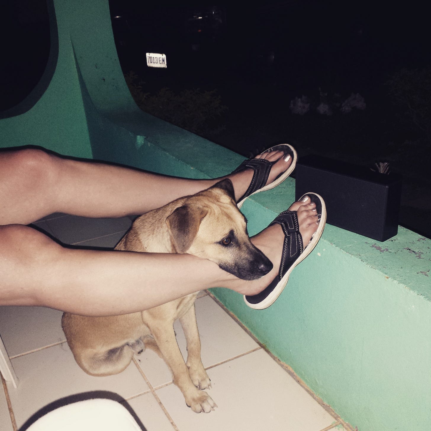 Stray dog in Jamaica