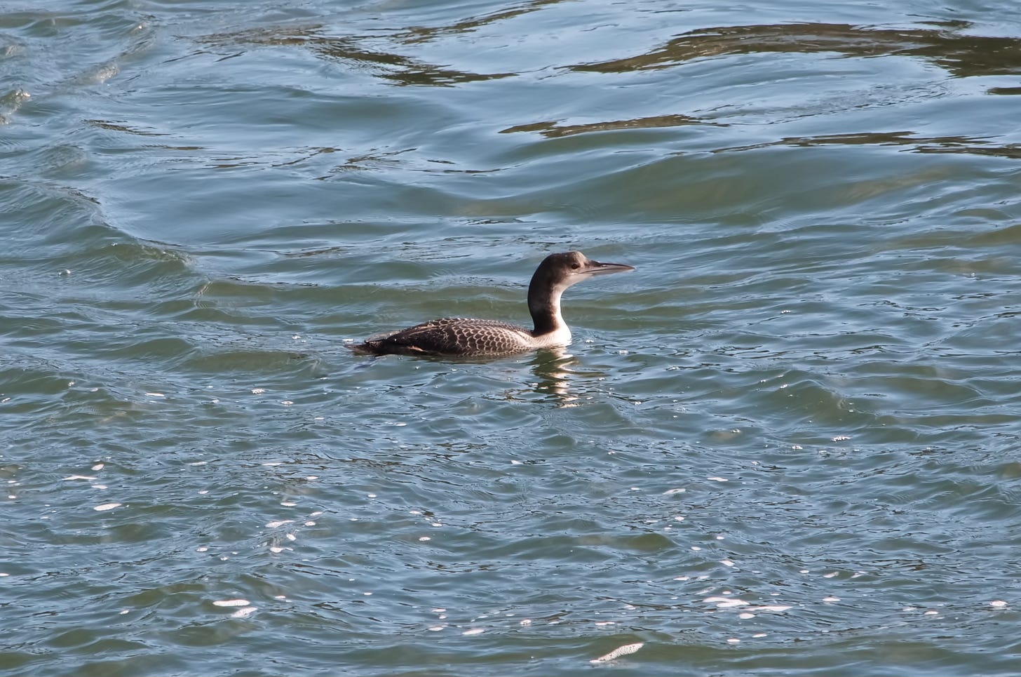 A Common Loon in winter plumage fishes the reversing falls at Leighton Point in Pembroke, Maine.