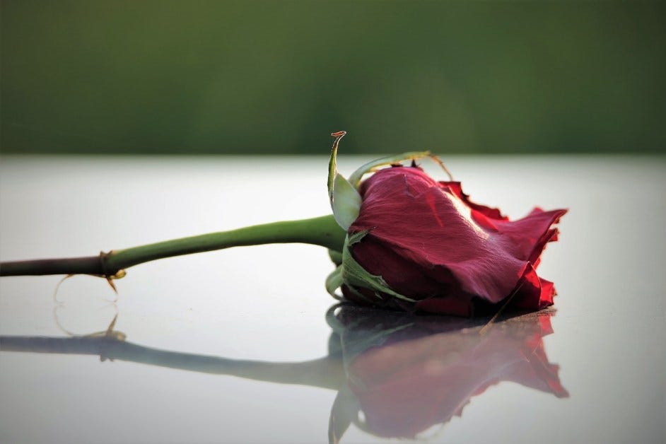 Rose on grave