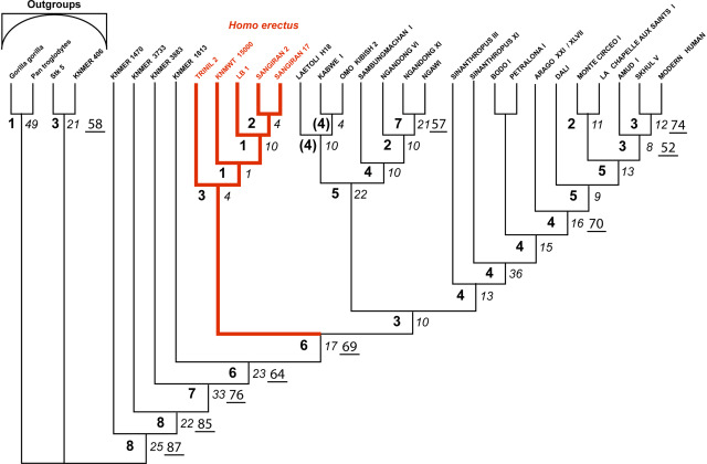 Phylogenetic analysis for Homo floresiensis by Zeitoun and colleagues 2016 Phylogenetic analysis for Homo floresiensis by Zeitoun and colleagues 2016