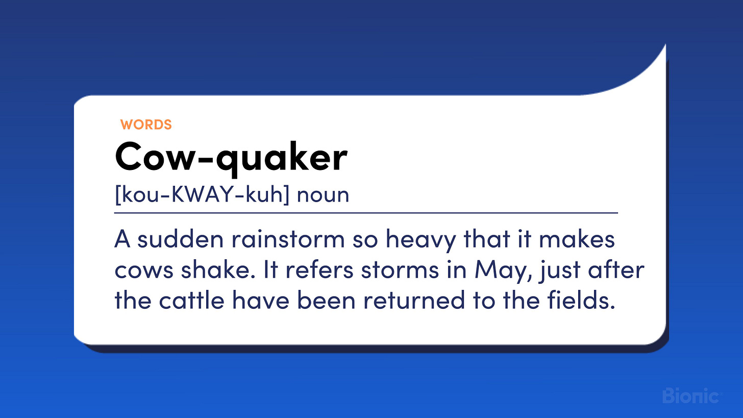 Cow-quaker. Noun. A sudden rainstorm so heavy that it makes cows shake. It refers storms in May, just after the cattle have been returned to the fields.