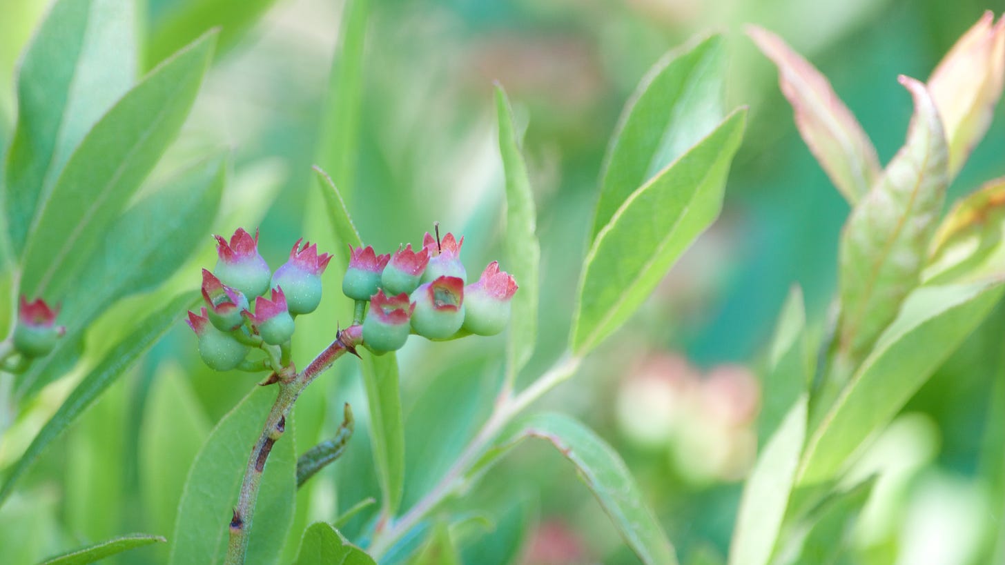 A cluster of ripening wild blueberries develops a bright pink calyx.