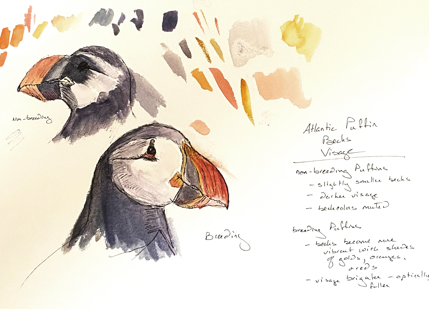 nature journal page of puffins, color swatches and notes