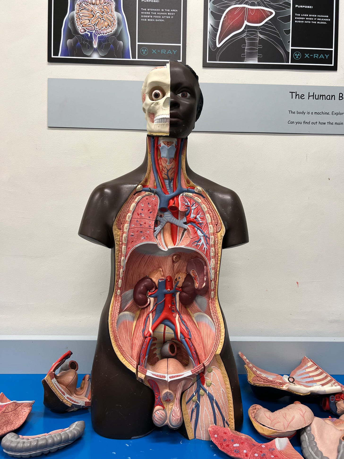 Anatomy mannequin 