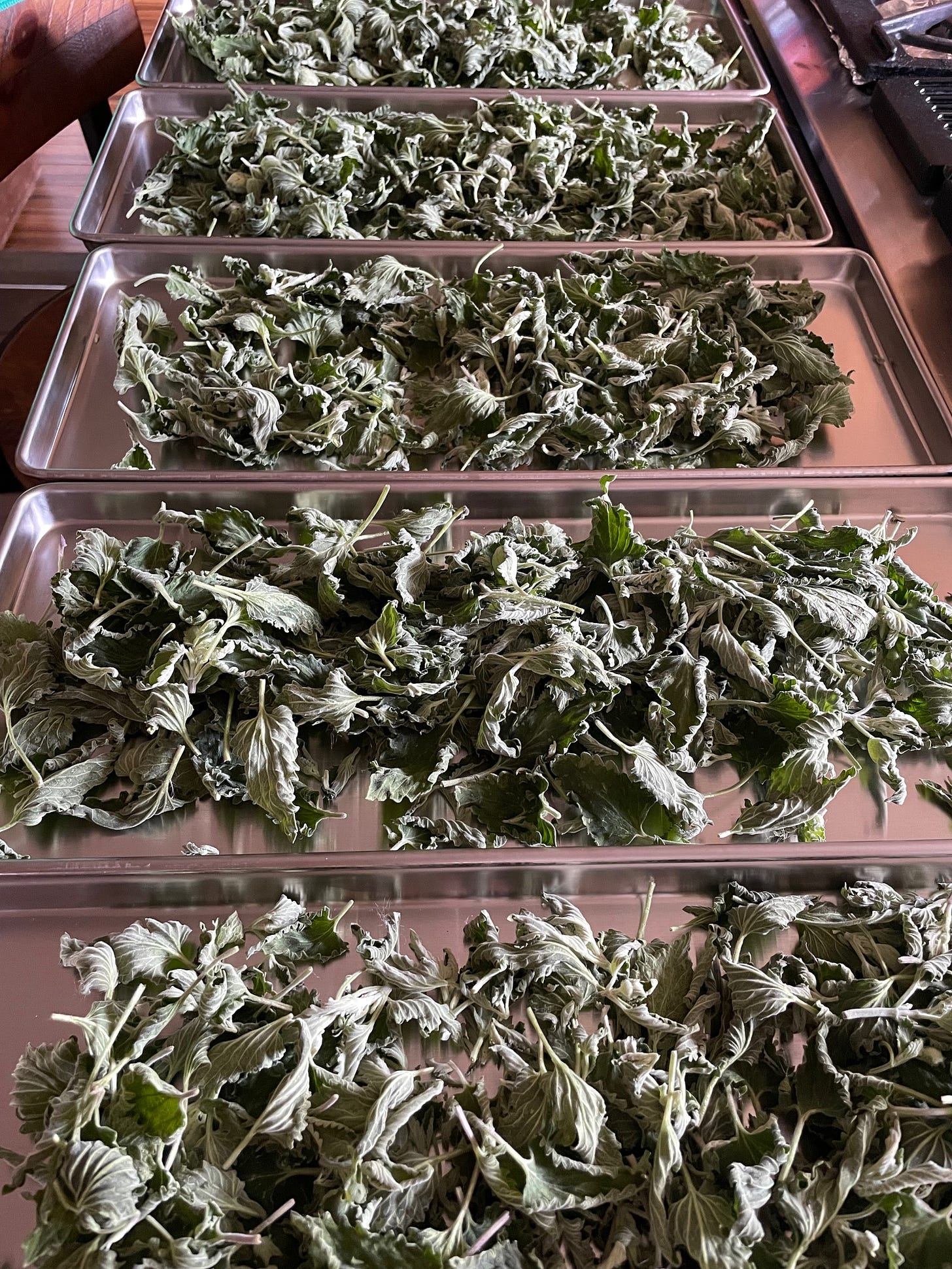 Perfect catnip leaves right out of the freeze dryer