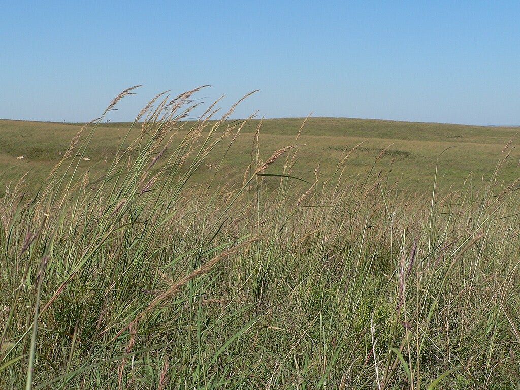 Green and yellow prairie grasses adorn a hill