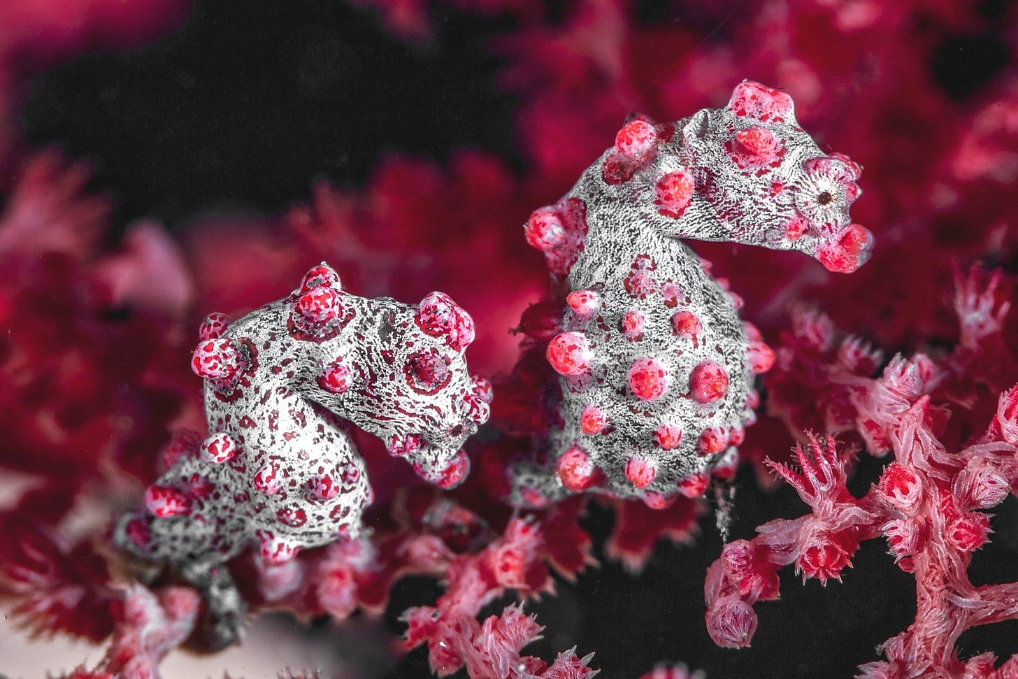 A pygmy seashorse pair on a coral reef in Indonesia. (Photo by David P. Robinson / Ocean Image Bank)