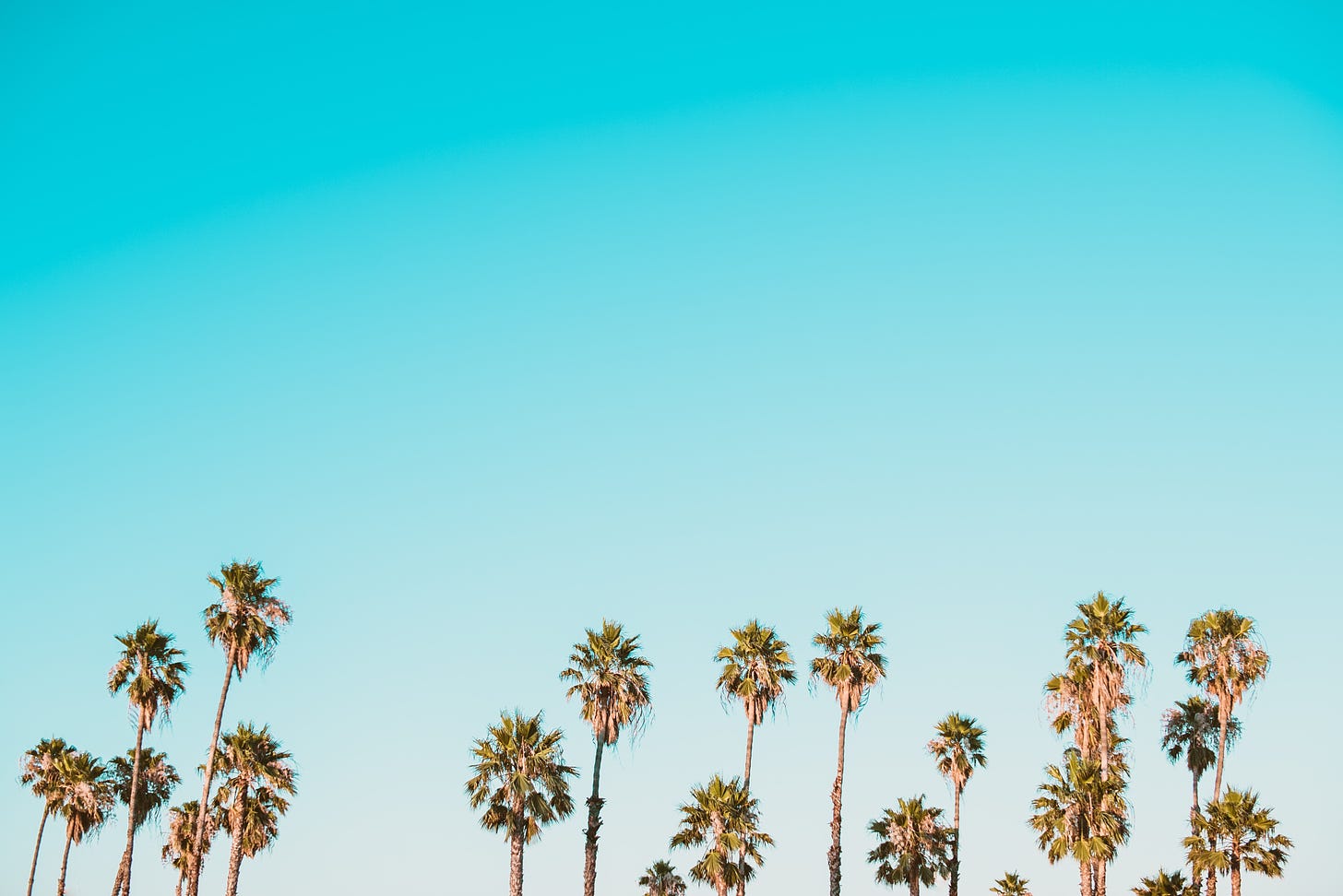 Palm trees under a blue sky by Corey Agopian on Unsplash.