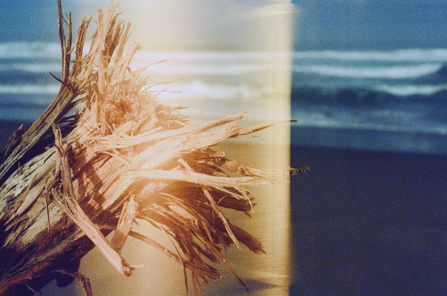 A close-up of the end of a piece of driftwood, propped upward on the beach. The ends are extremely frayed, with little pieces of splintered wood sticking in every direction. The ocean, out-of-focus, can be seen in the background.