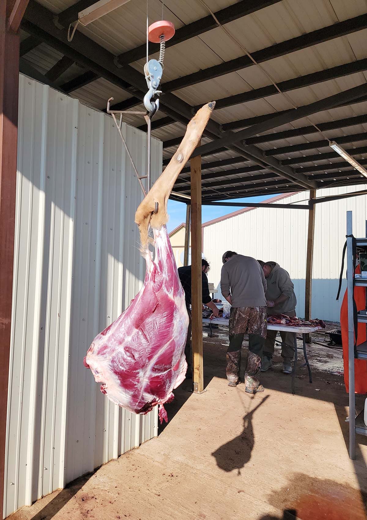 A haunch of venison hanging on a gambrel. 