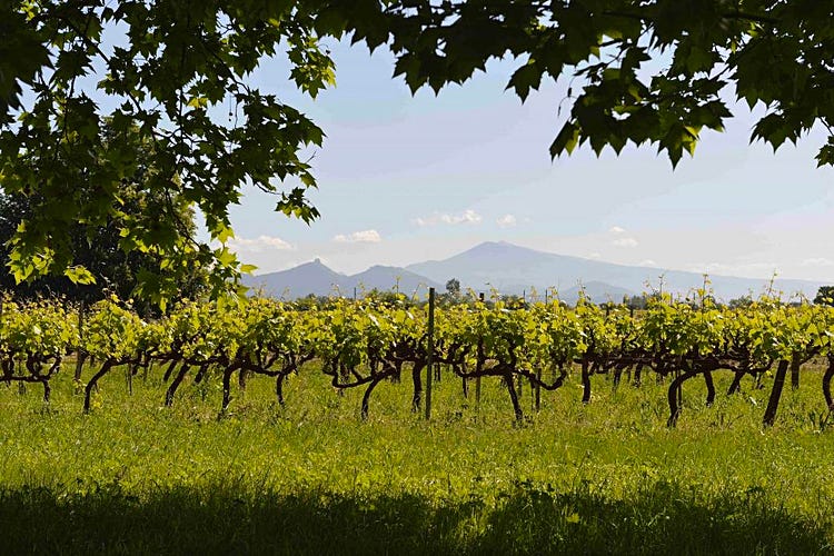 Mont Ventoux, a Provence landmark, is seen in the distance from Famille Perrin's Les Crus vineyards. . <a href="https://m.familleperrin.com/9D9RD89ZZT" target="_new">Photo from Perrin's Les Crus pages.</a>