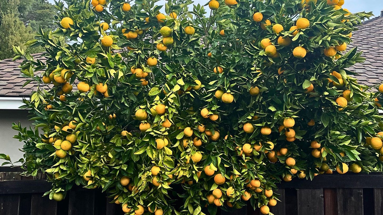 A large citrus tree filled with oranges