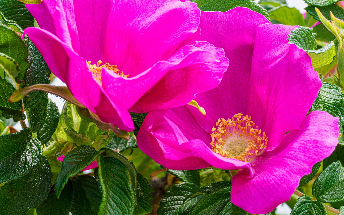 Rosa rugosa