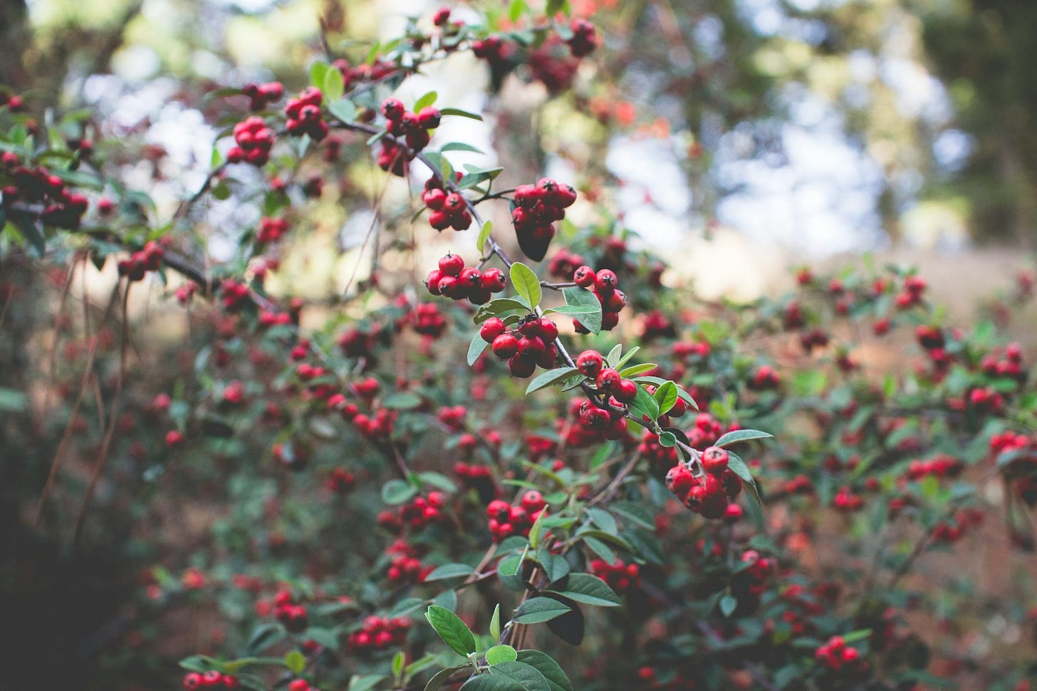 red fruits red fruits