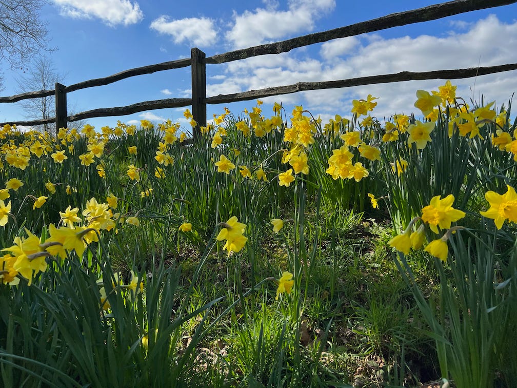 Easter Daddodils on a bank with a fence and blue sky behind