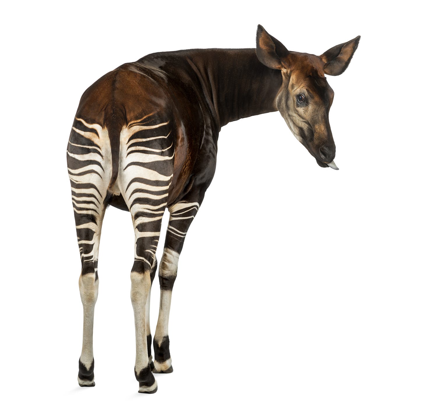 Quelle sorte de bête est l'okapi ? Audrey 10 ans - Images Doc