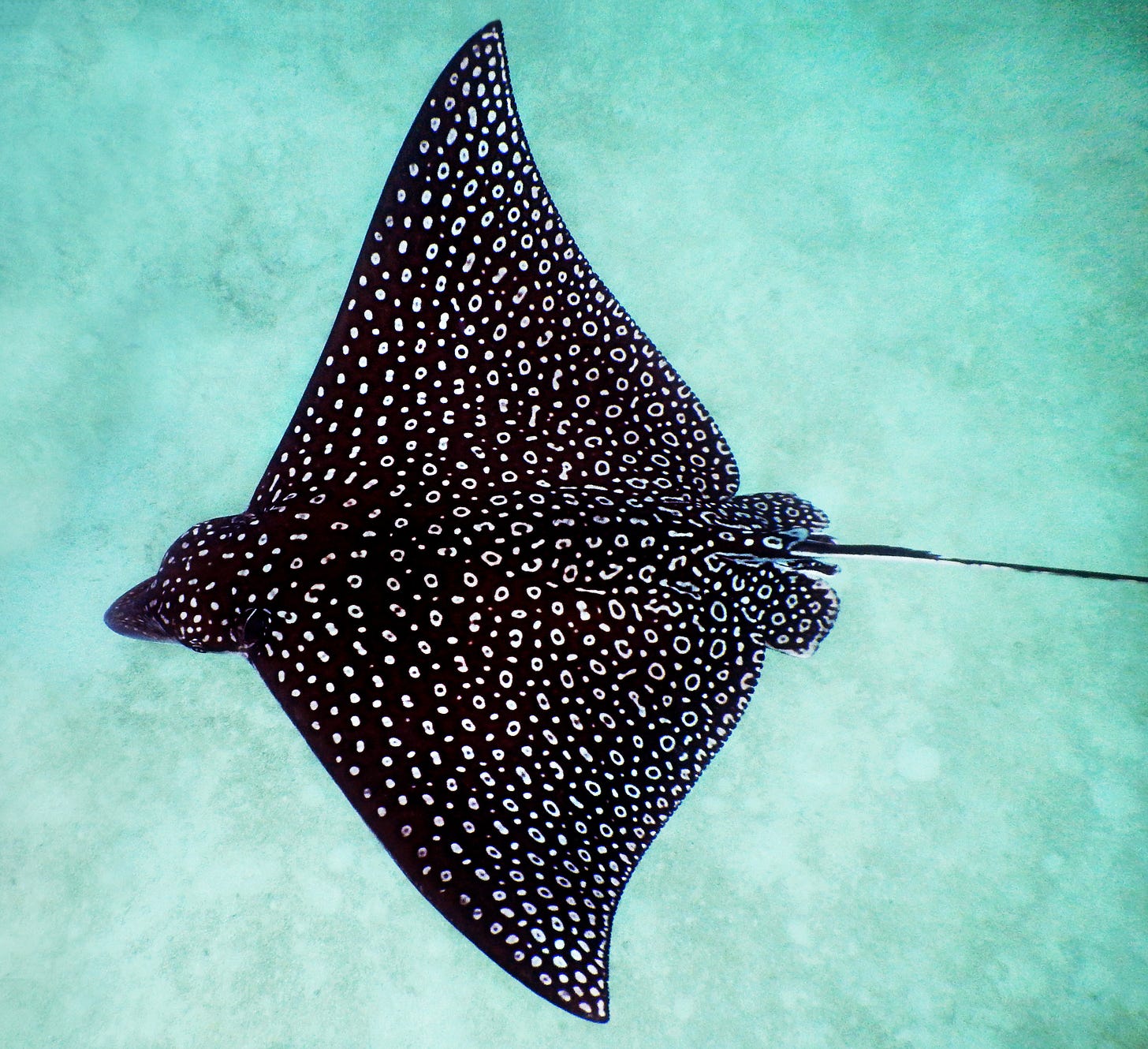 A spotted eagle ray (Aetobatus narinari) cruises over the sand in John Pennekamp Coral Reef State Park off Key Largo, FL.