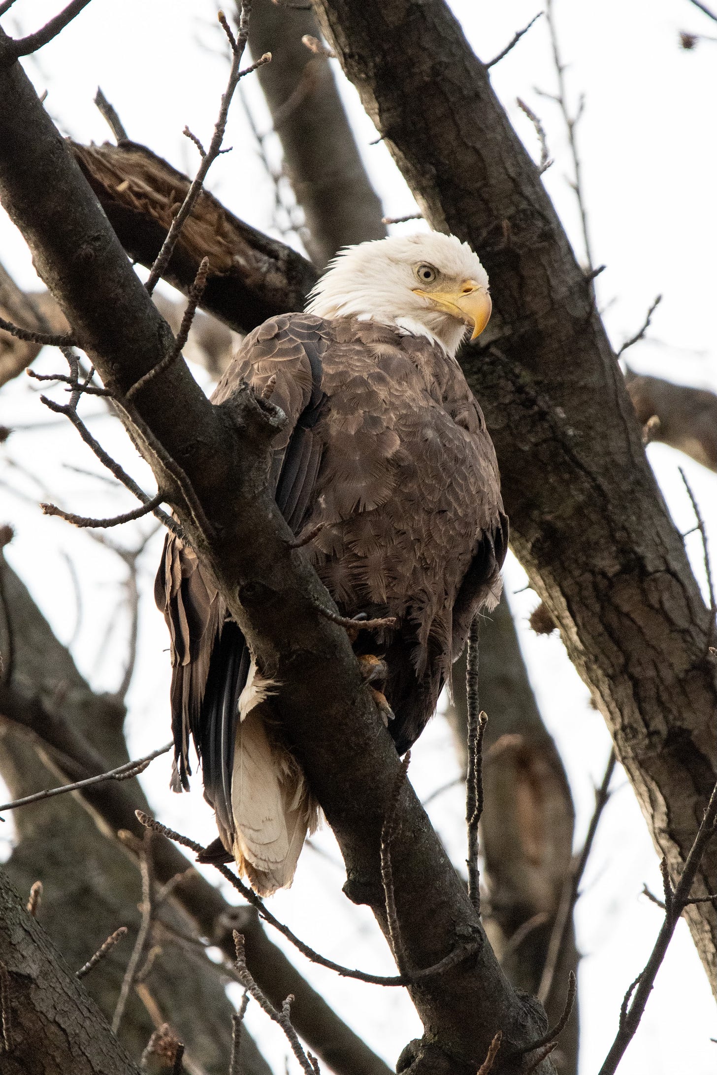 Bald eagle, with classic white head and brown body, perched in a winter tree, looking down hungrily