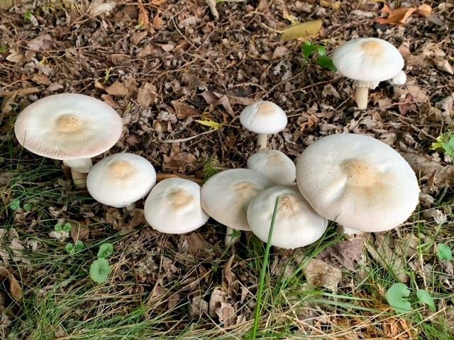 a half circle of mushrooms that appear to be Agaricus silvicola