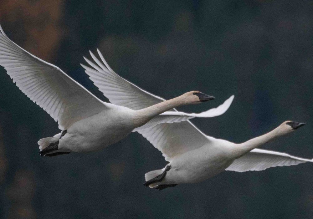 Two snow white geese flying in tandem 