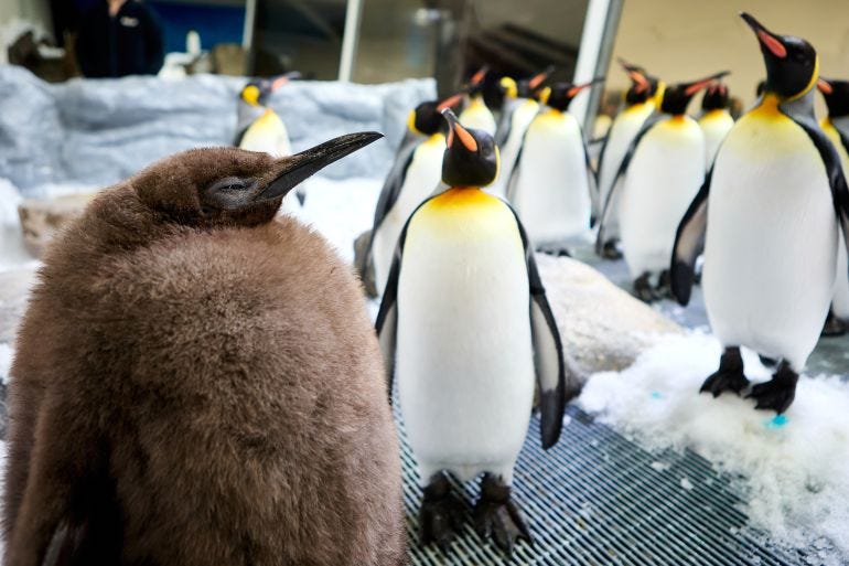 Who is Pesto the penguin and why does everyone love him? | Wildlife News |  Al Jazeera