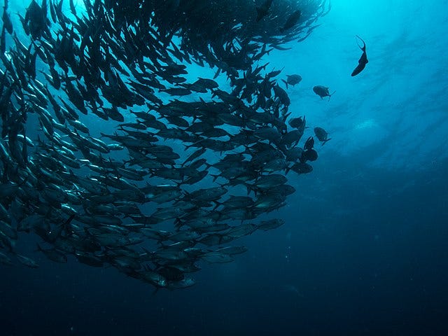 A school of fish swimming together