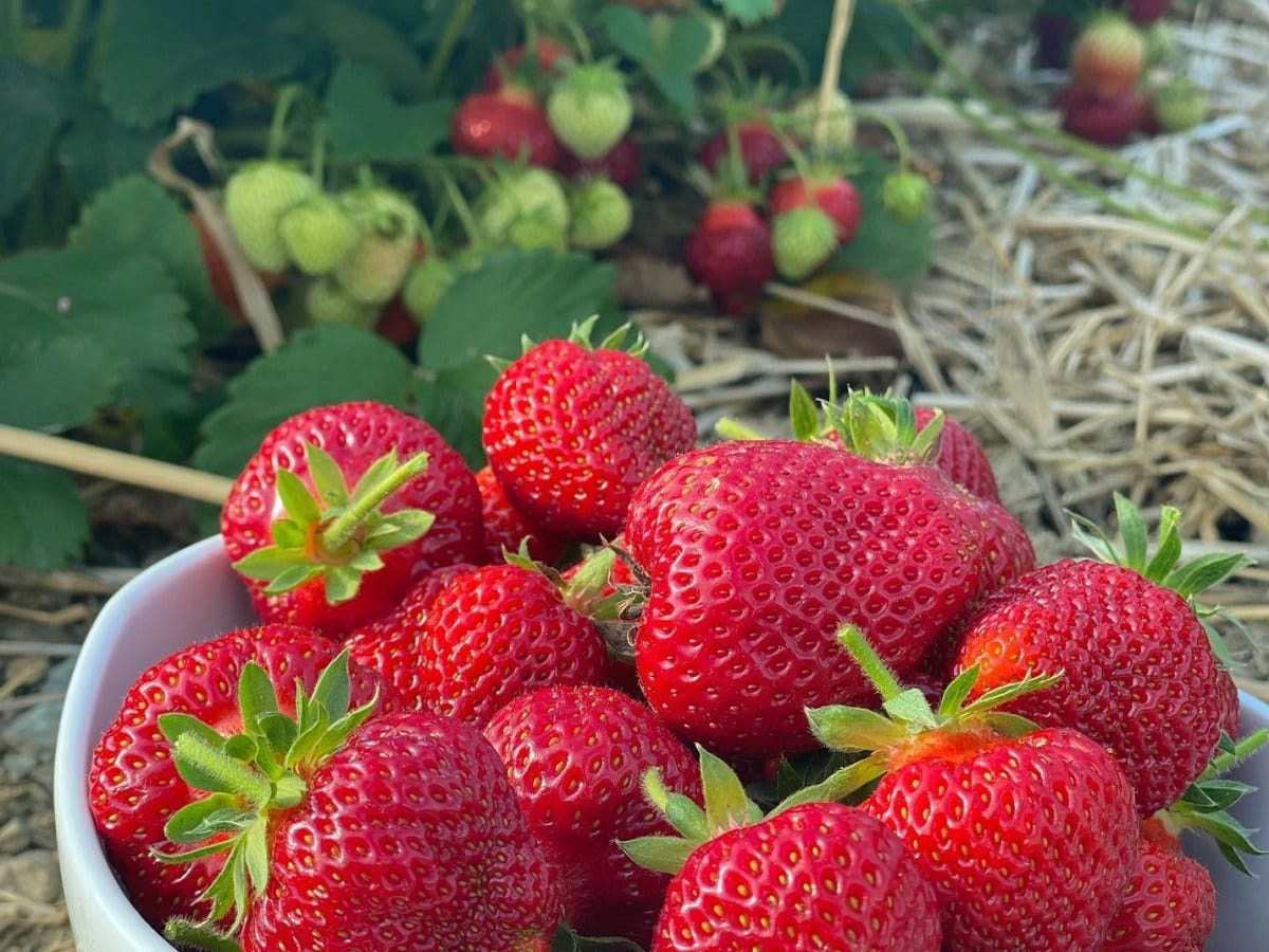 ‘Six Picks’ best strawberry picking in Rhode Island 2023