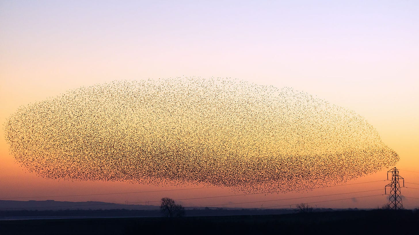 The Secrets and Science Behind Starling Murmurations | HowStuffWorks