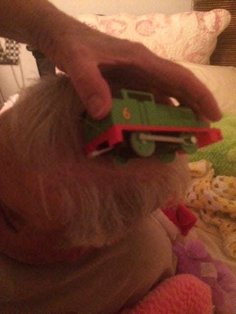 I must get this tuft of hair to Sir Topham Hatt on time.