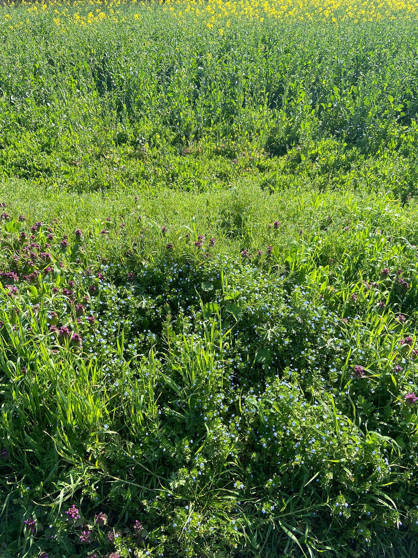 abundance of green plants fill the image