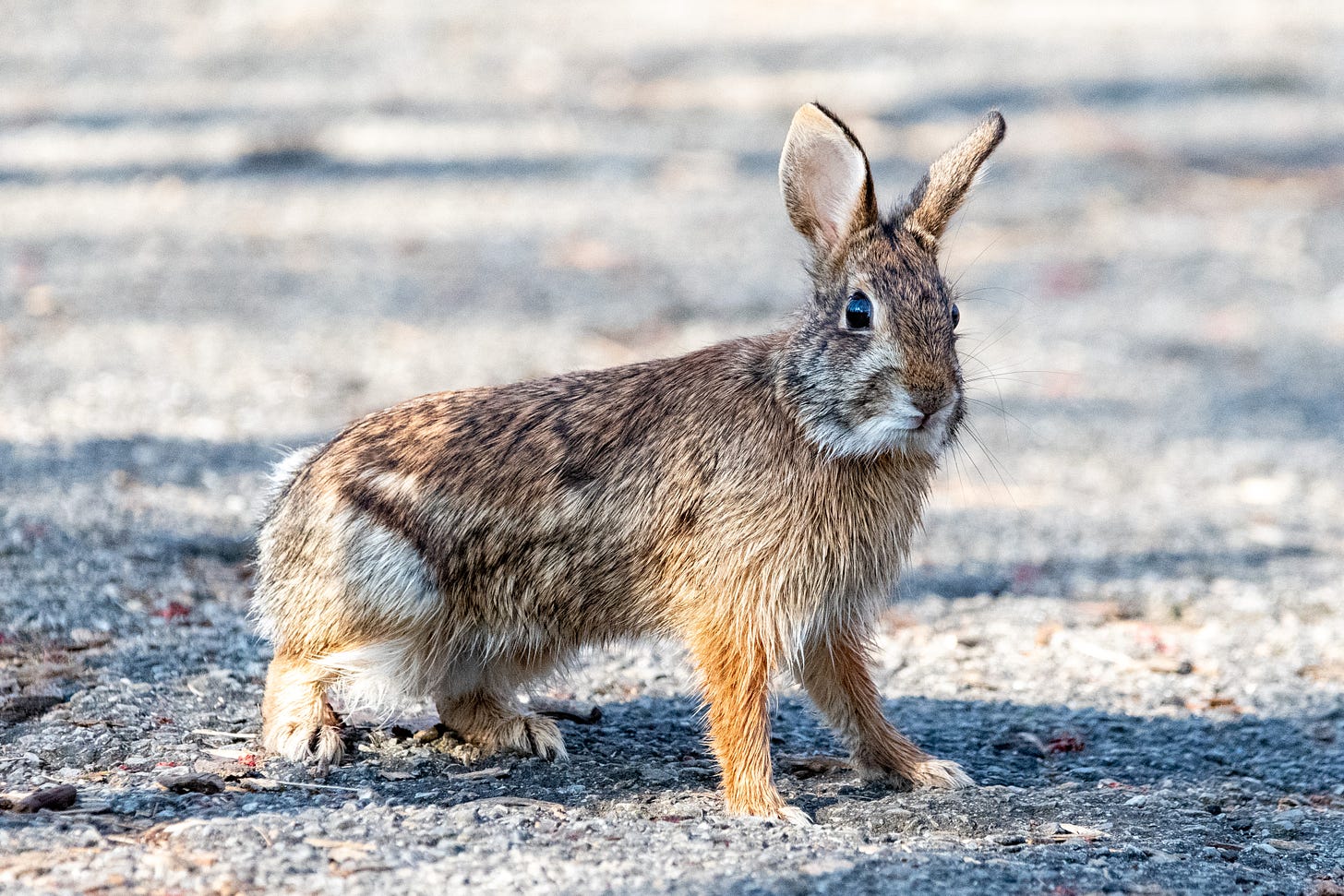 A rabbit, caught in the morning sun, has paused to turn its head toward the click of the shutter release on my camera