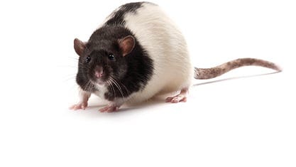 ZDF Rat ZDF Rat