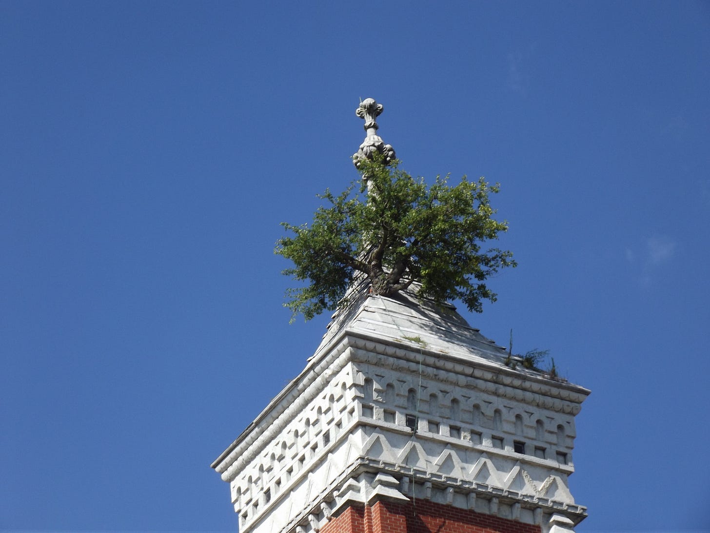 Decatur County Courthouse Tree