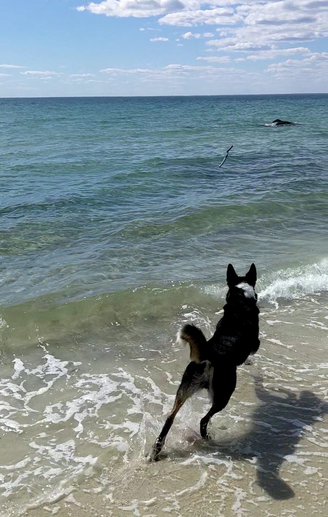 Dog leaping into blue water for a stick