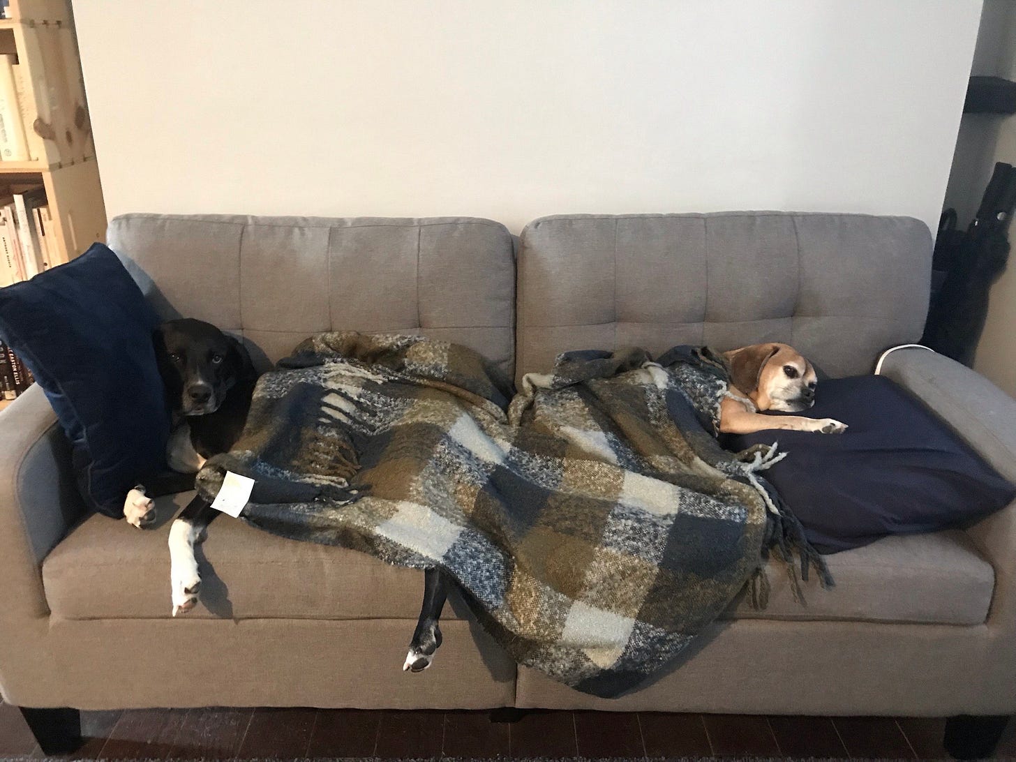 A black dog and a tan dog on opposite sides of a couch with a blanket over them