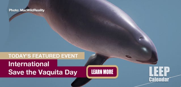 3D Model: https://sketchfab.com/3d-models/female-vaquita-phocoena-sinus-daecedef75e040bab2125d220b485e58